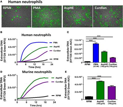 Protein Deiminase 4 and CR3 Regulate Aspergillus fumigatus and β-Glucan-Induced Neutrophil Extracellular Trap Formation, but Hyphal Killing Is Dependent Only on CR3